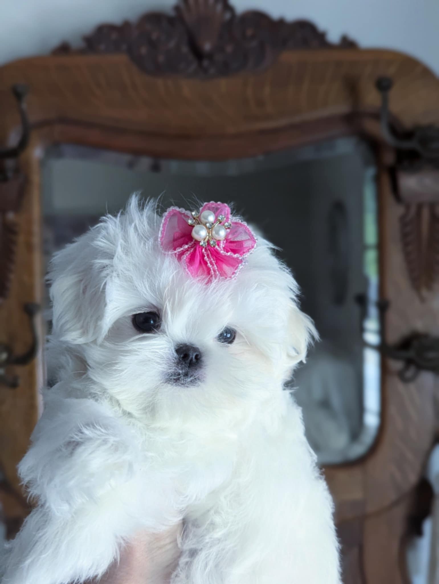 Dolly Korean Babydoll Maltese for sale in California