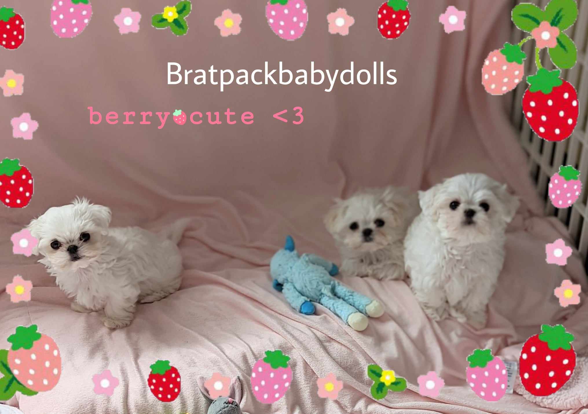 Brat Pack Babydolls puppy 34