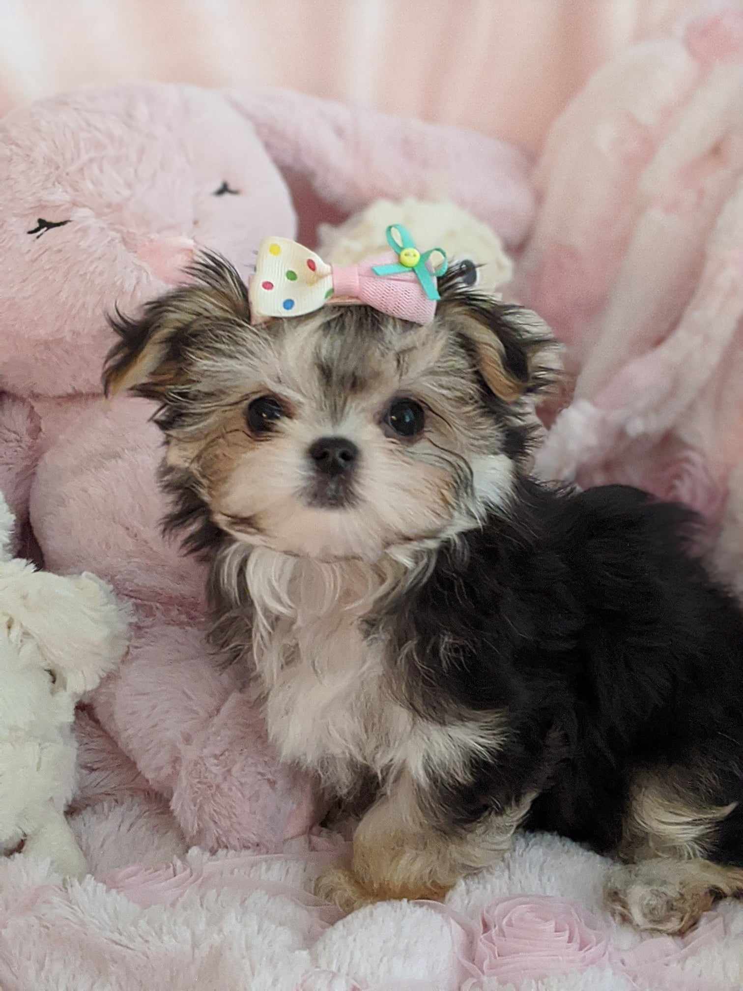Brat Pack Babydolls puppy 31