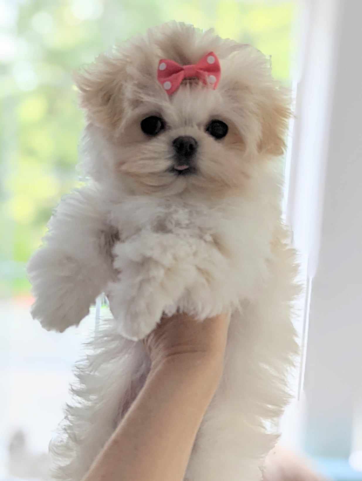 Brat Pack Babydolls puppy 17