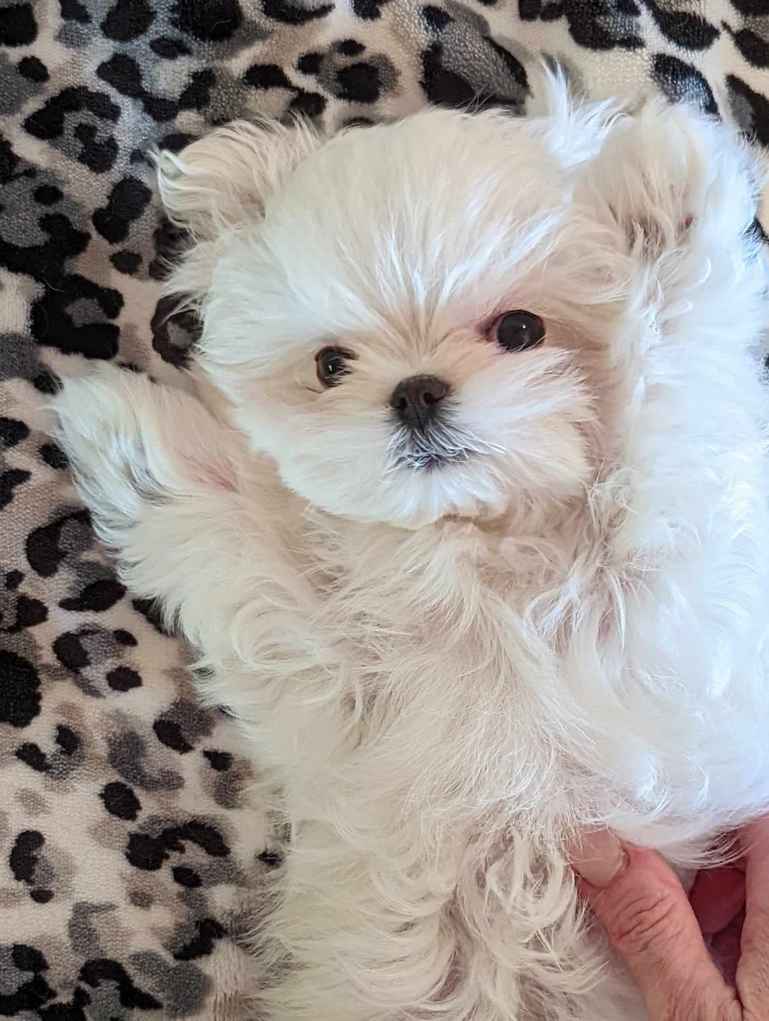 Brat Pack Babydolls puppy 29