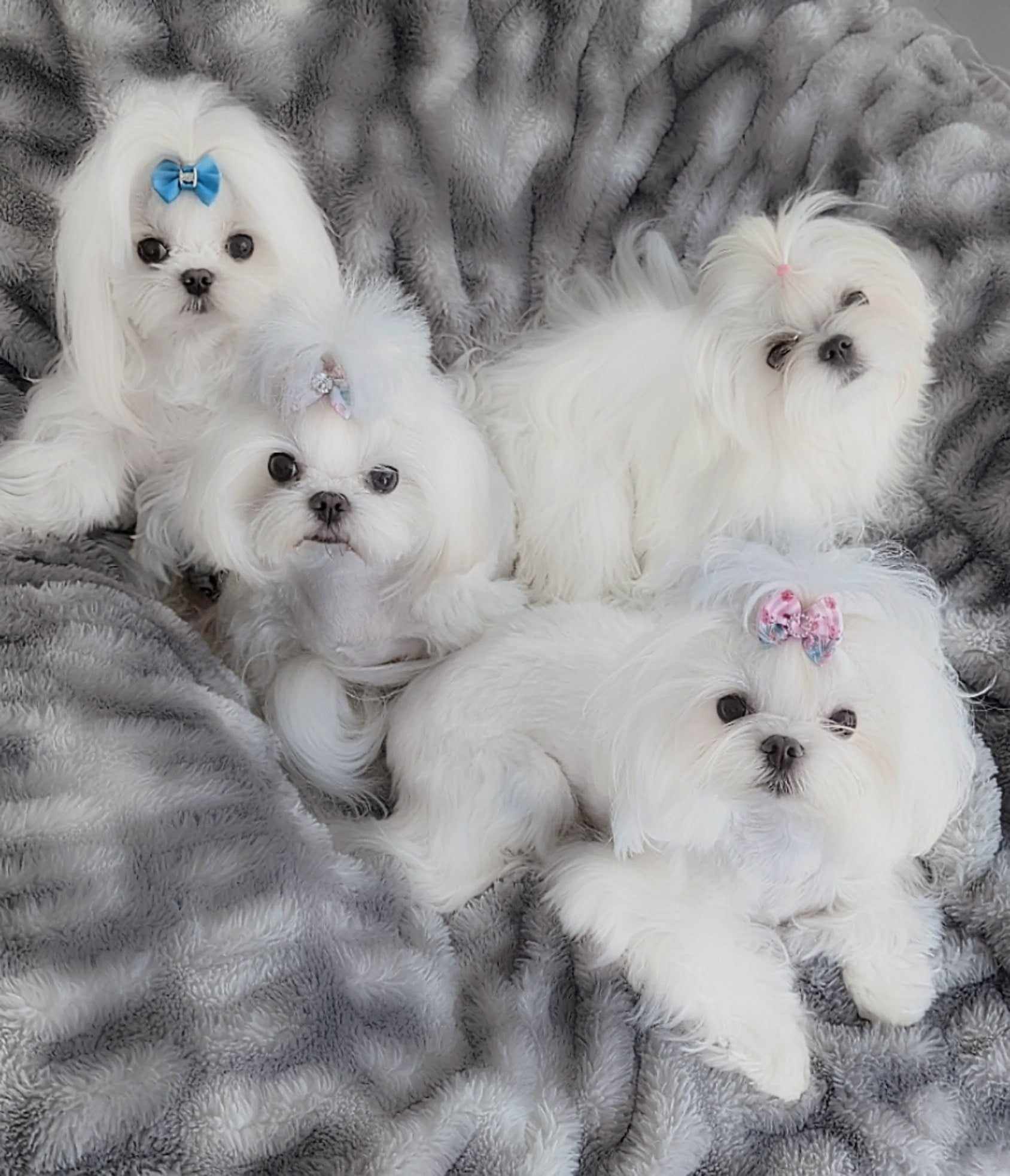 Brat Pack Babydolls puppy 21