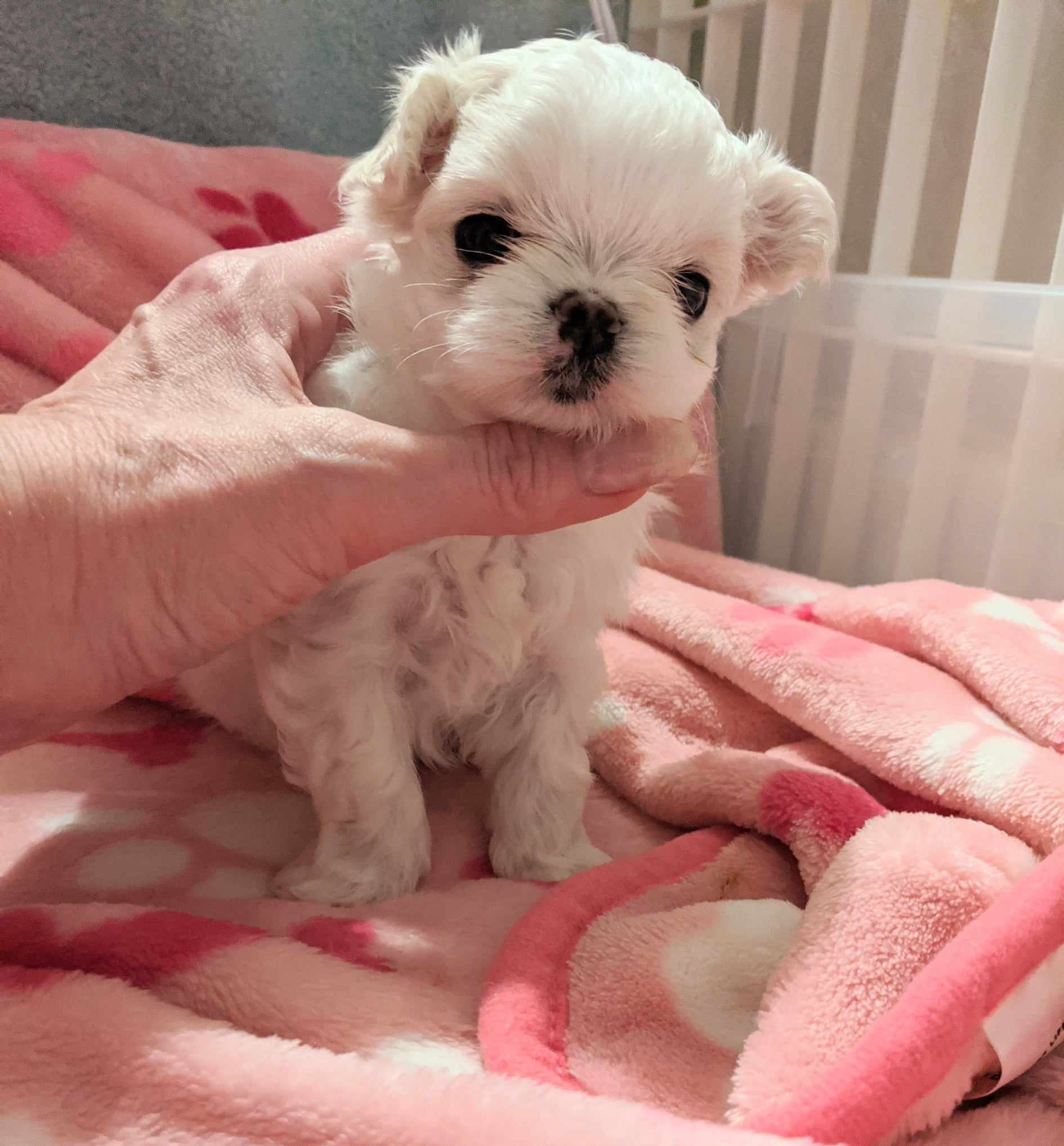 Brat Pack Babydolls puppy 30