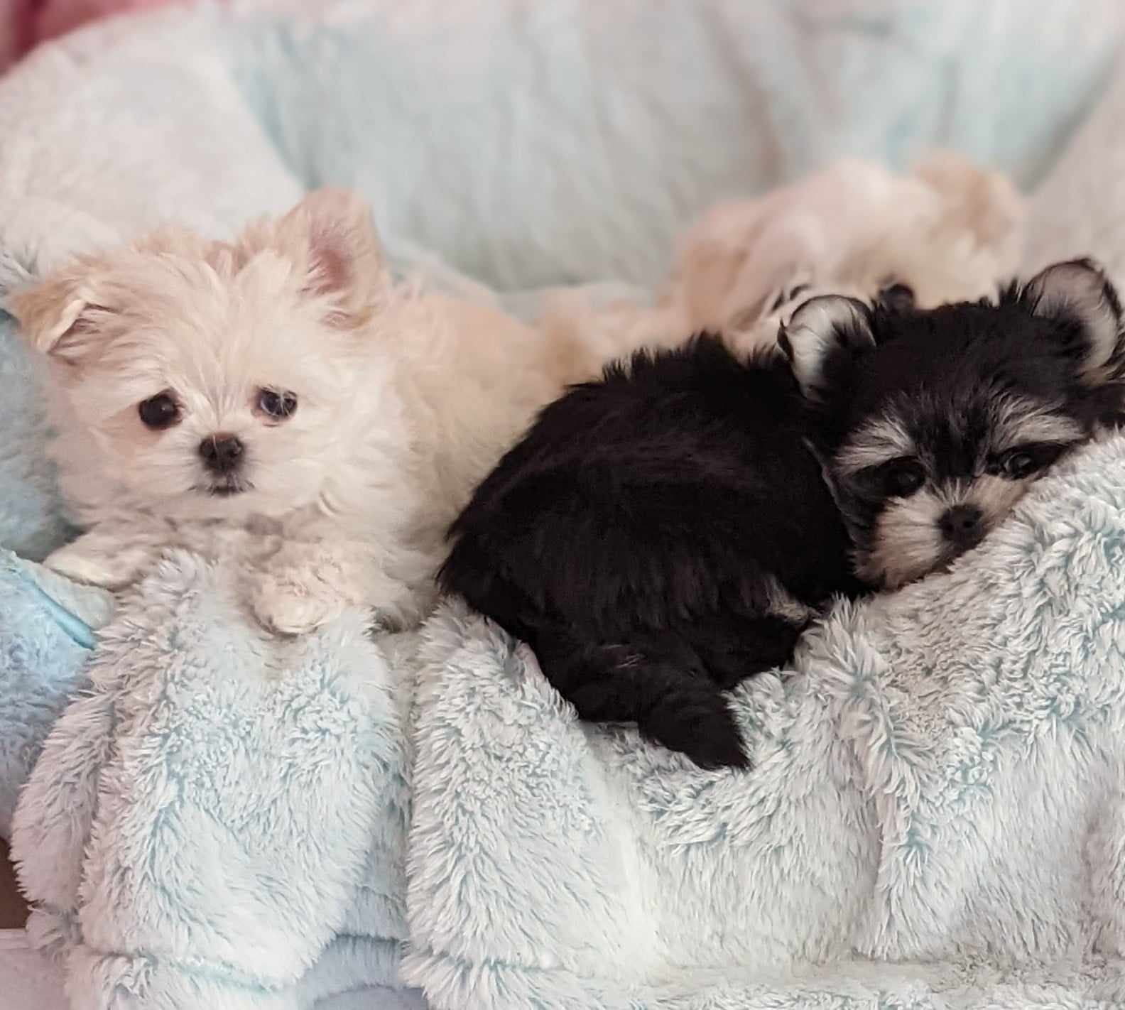 Brat Pack Babydolls puppy 15