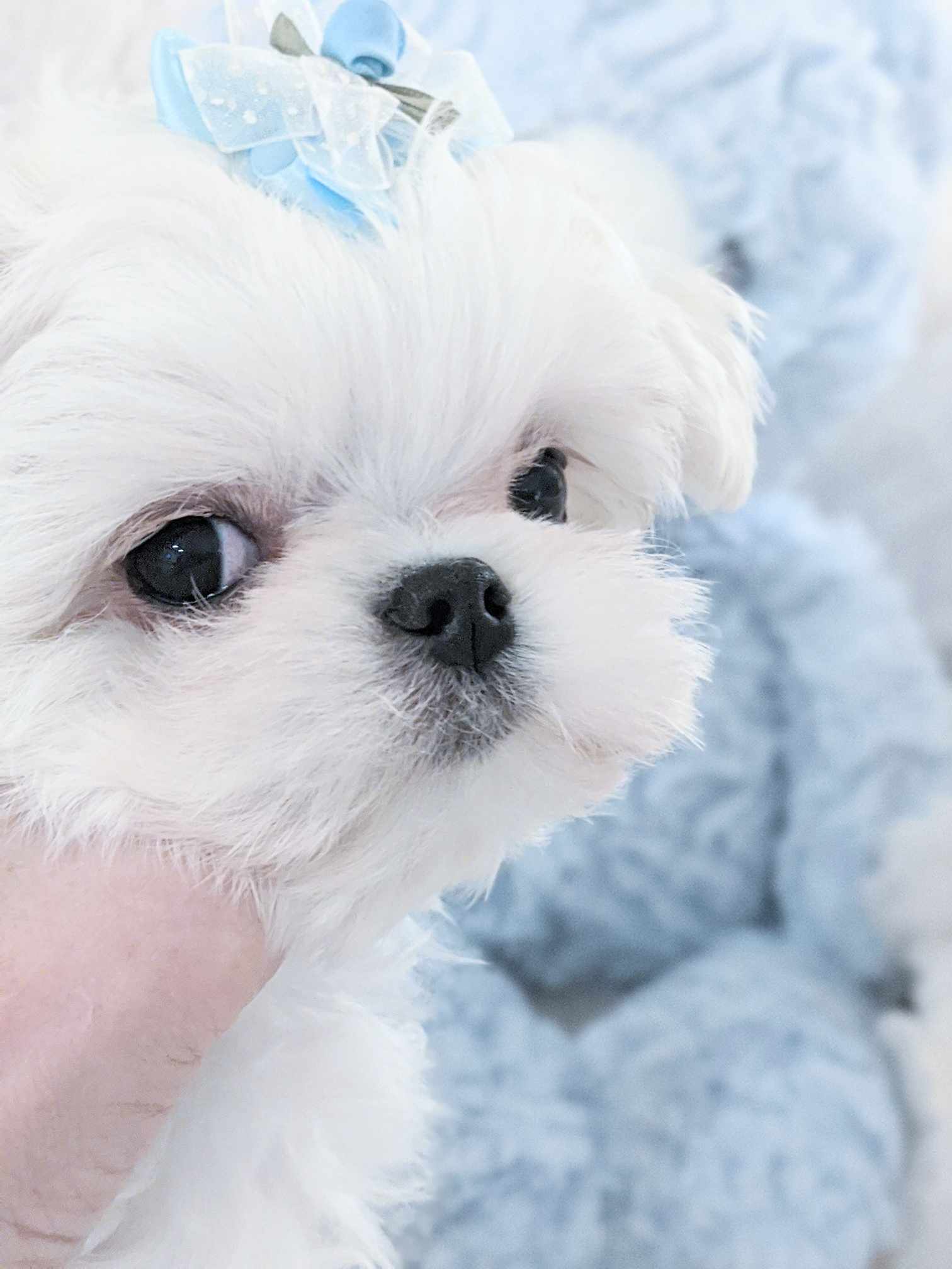 Brat Pack Babydolls puppy 19