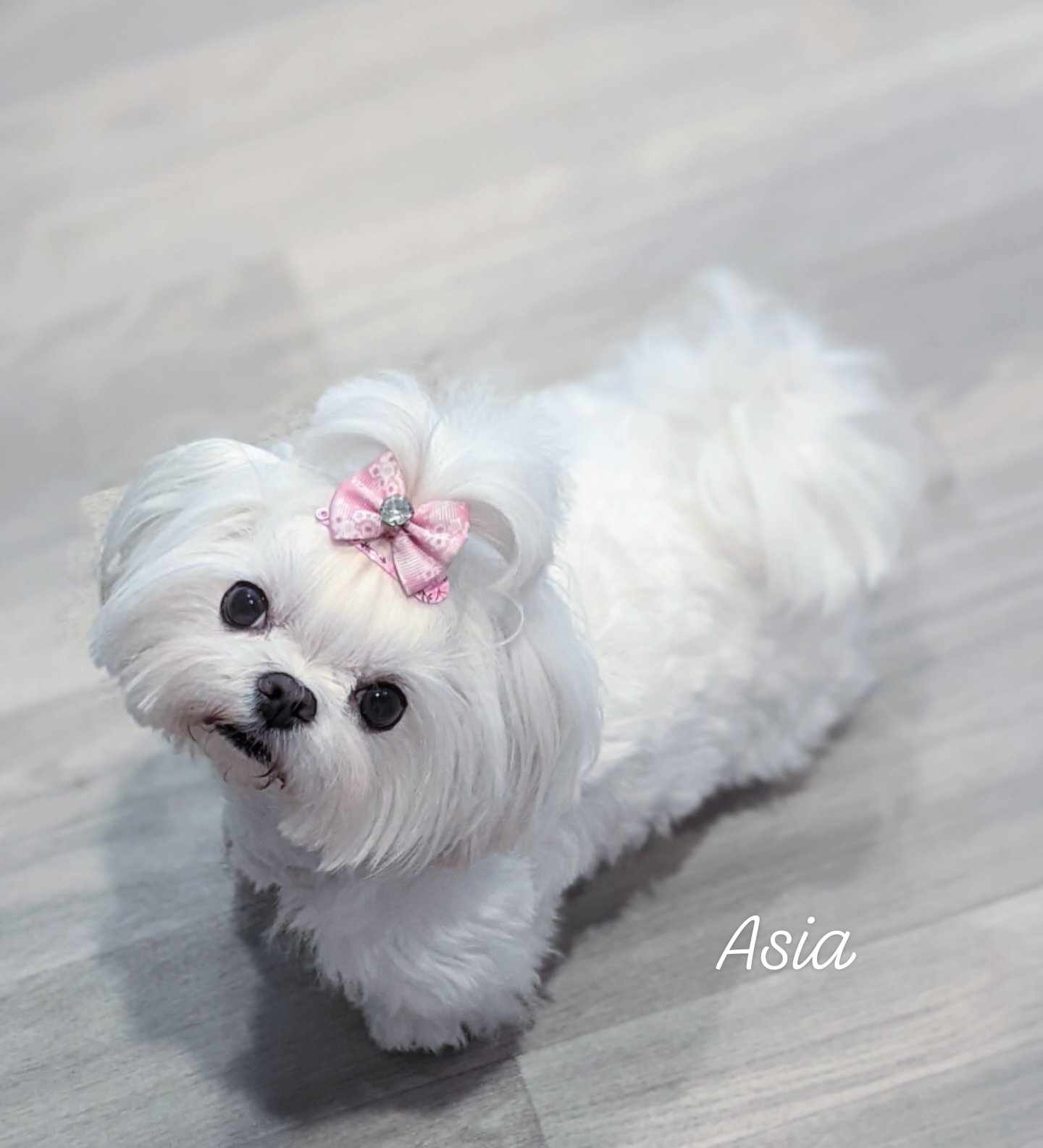 Brat Pack Babydolls puppy 28