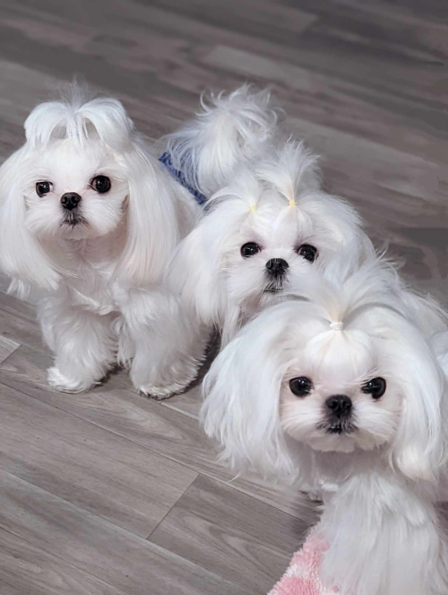 Brat Pack Babydolls puppy 20