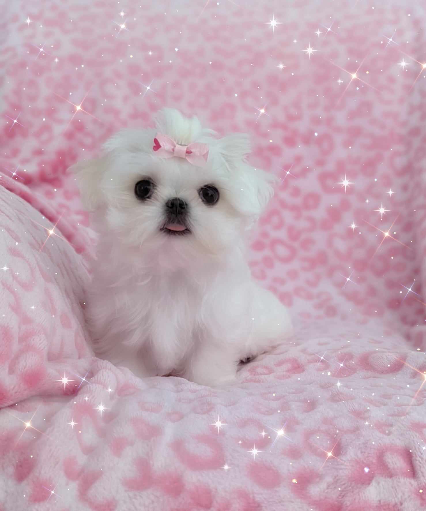 Brat Pack Babydolls puppy 33