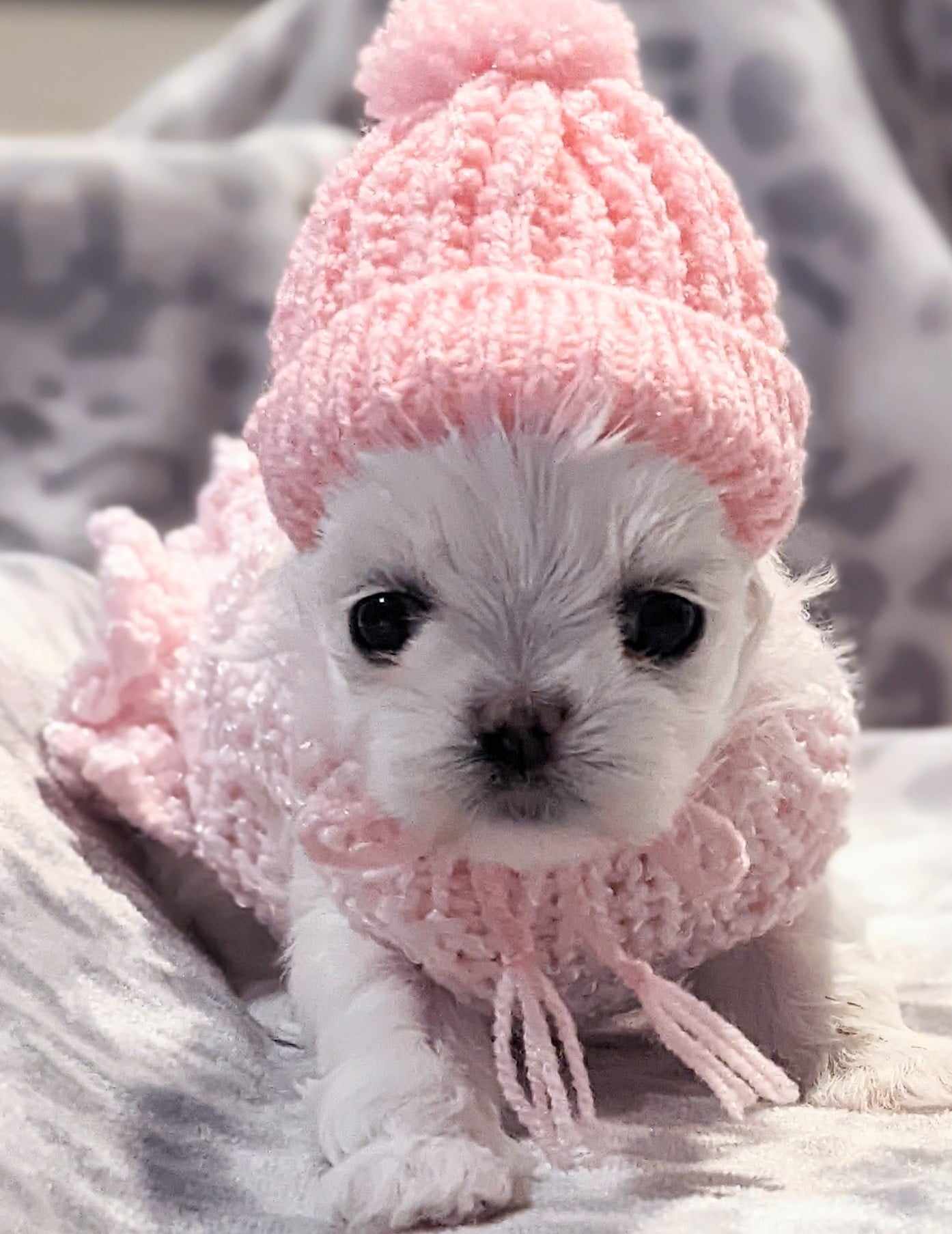 Brat Pack Babydolls puppy 12