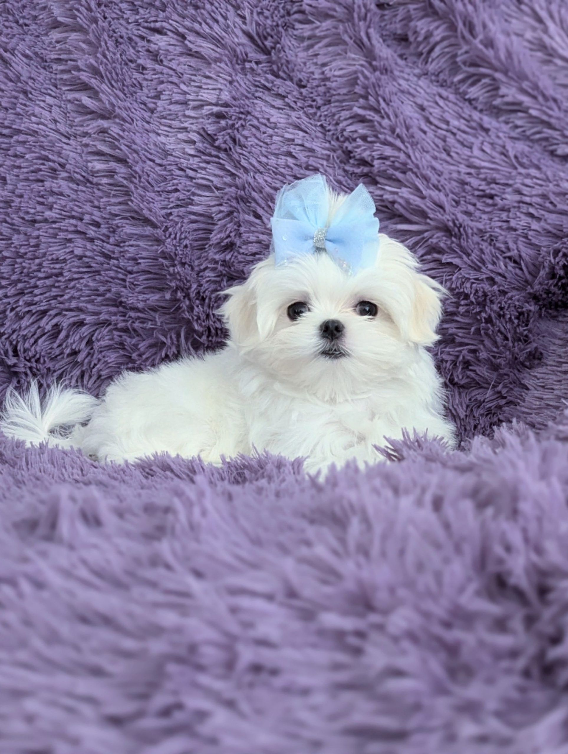 Maltese Puppy Korean Babydoll Maltese for sale in California