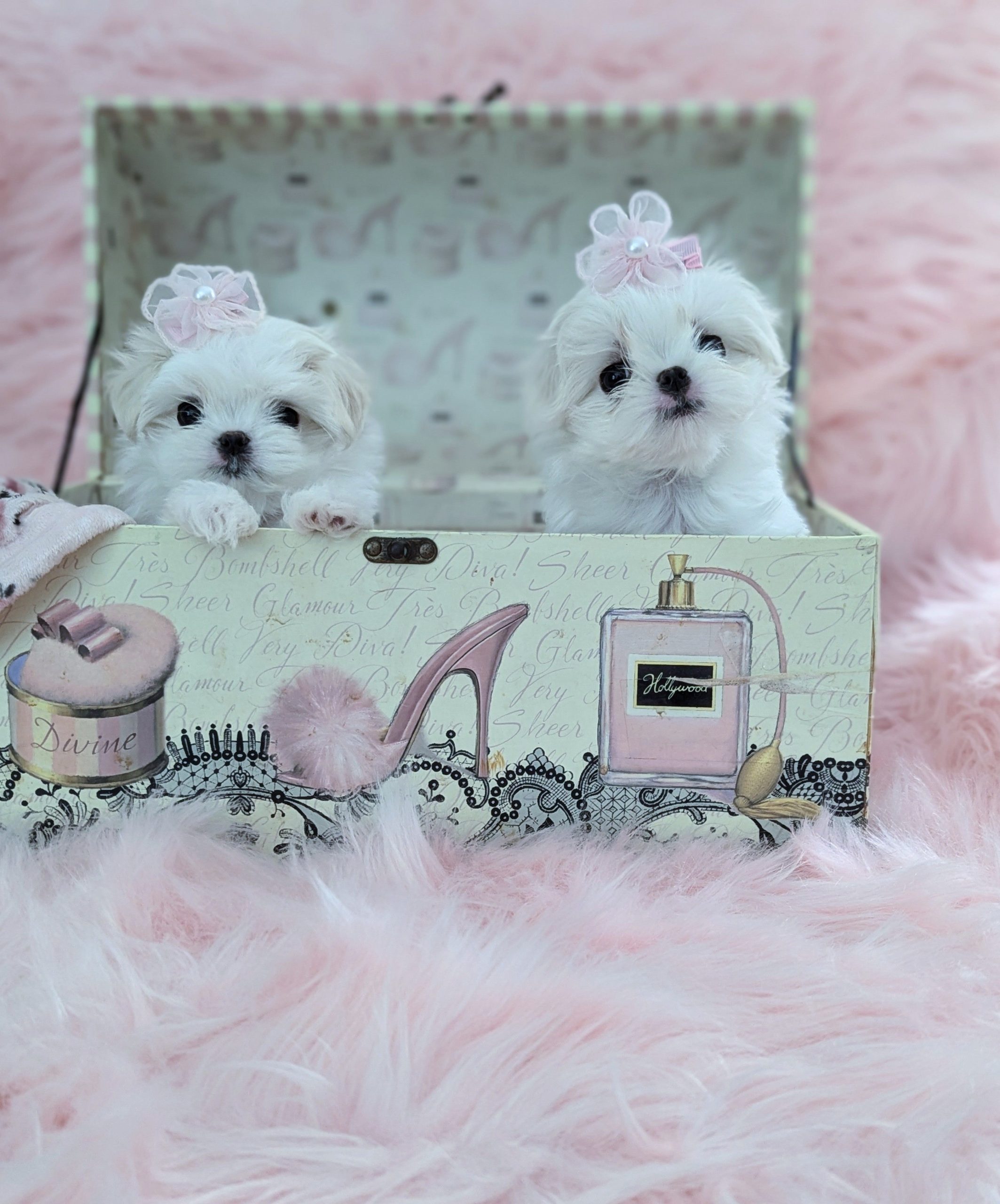 Extreme Babydoll Maltese Korean Babydoll Maltese for sale in California