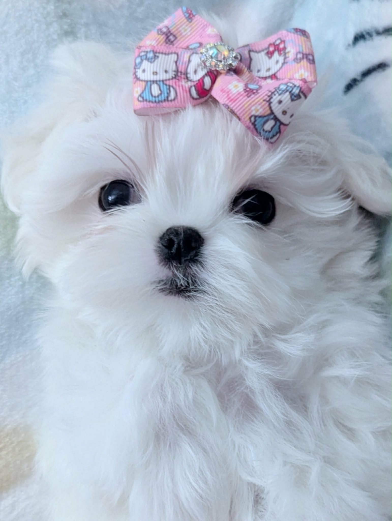 Brat Pack Babydolls puppy 7