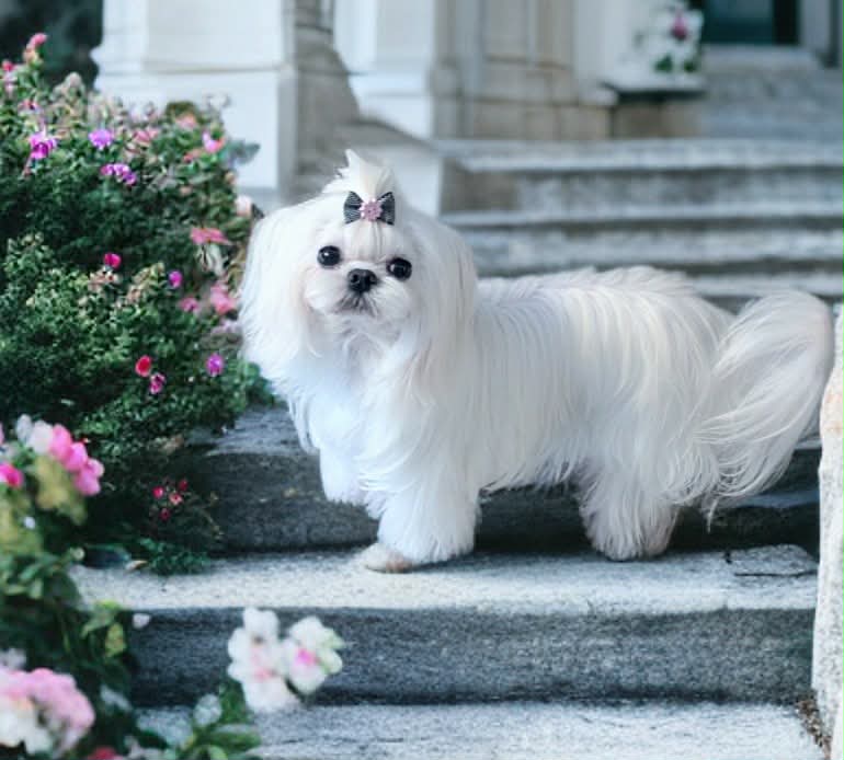 Korean Maltese example 1