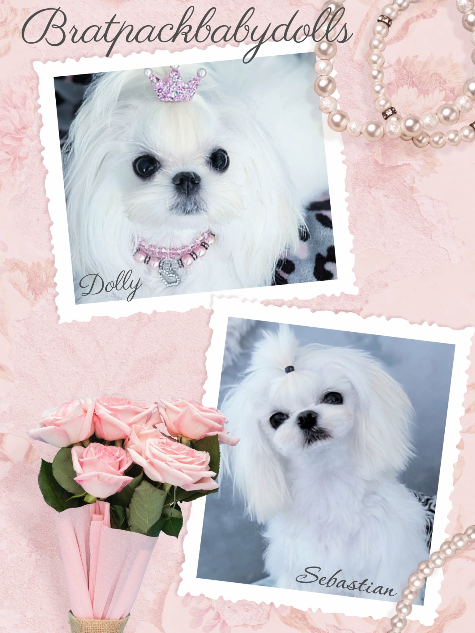 Dolly & Sebastian Korean Babydoll Maltese litter