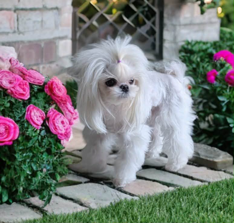 Dolly