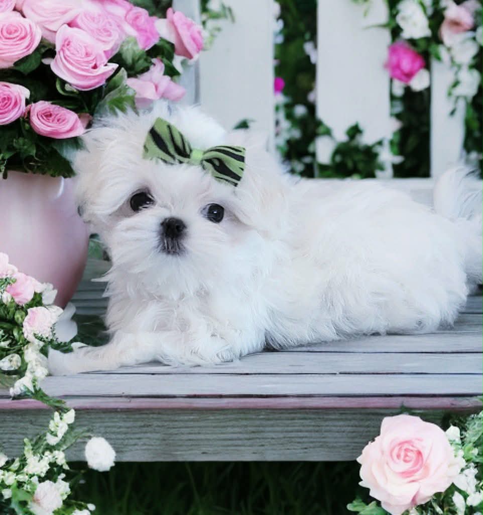 Brat Pack Babydolls puppy 10