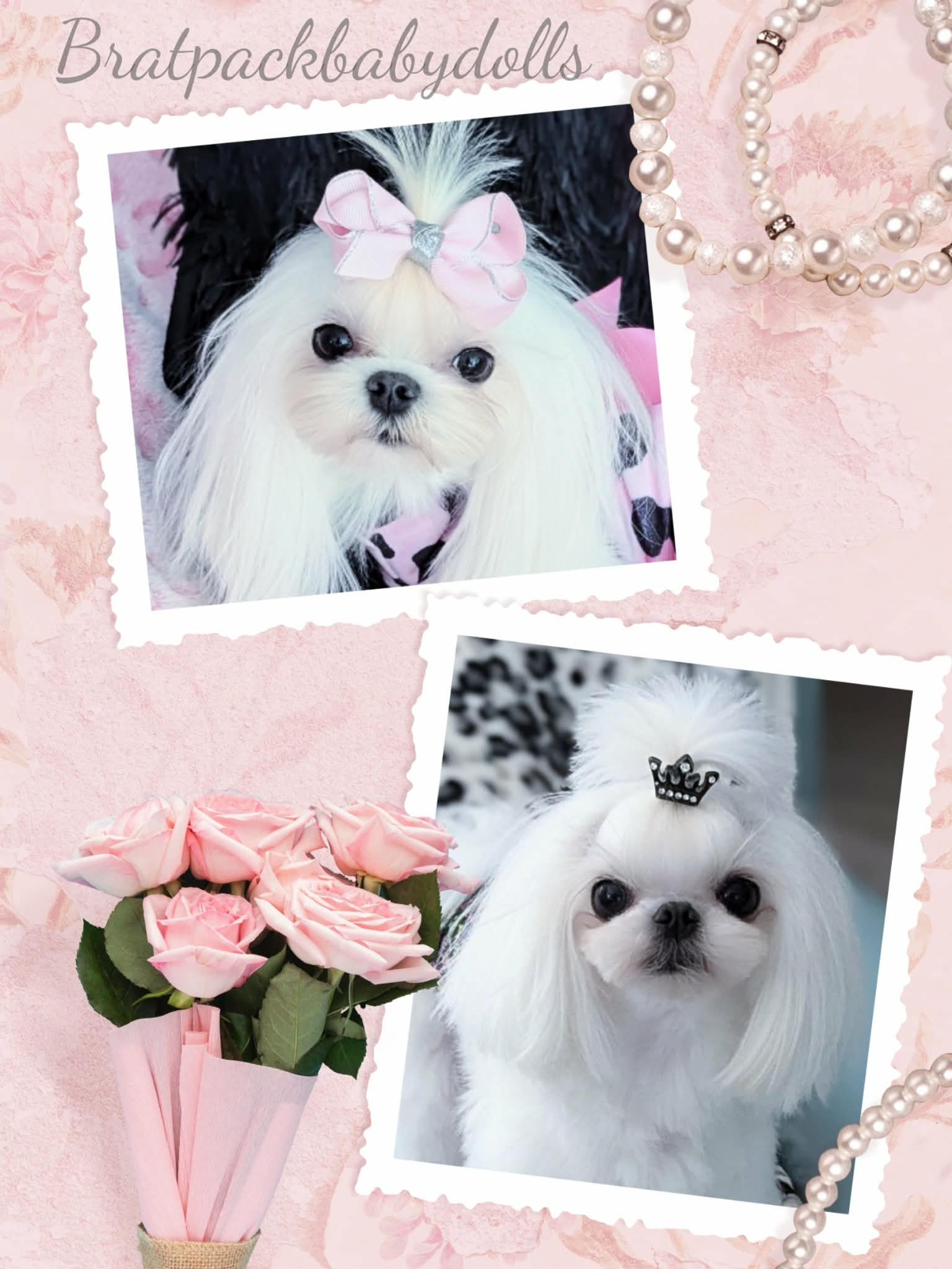 Estee & Enzo Korean Babydoll Maltese litter