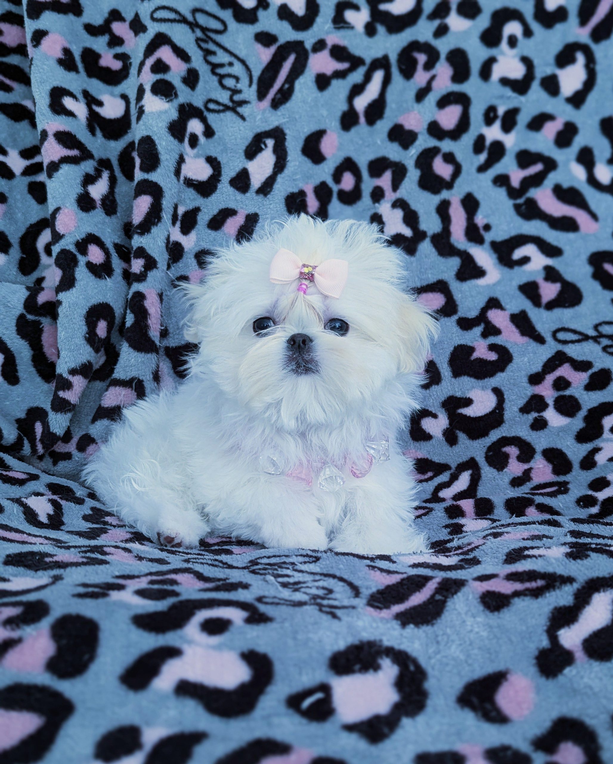 Maltese Puppy Korean Babydoll Maltese for sale in California