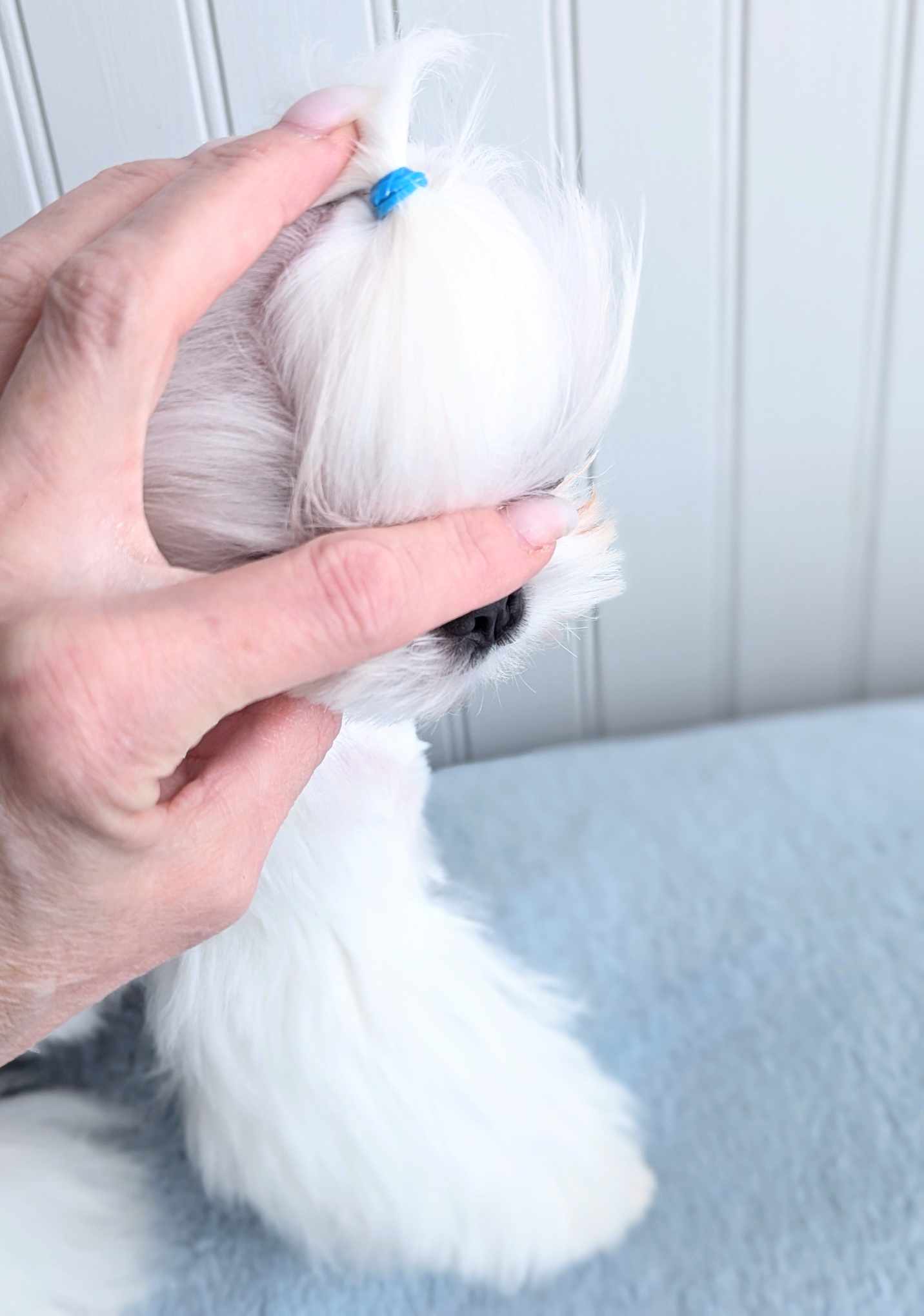Babydoll Maltese example 4