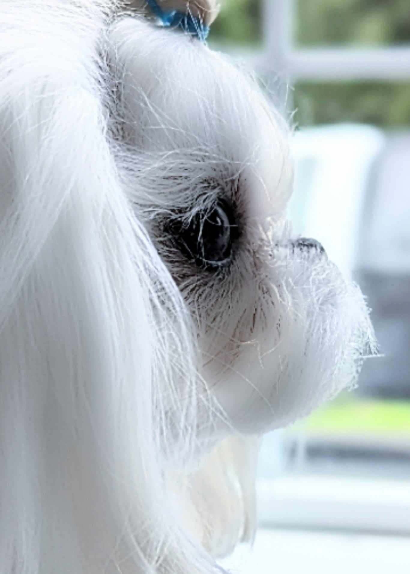 Babydoll Maltese example 5