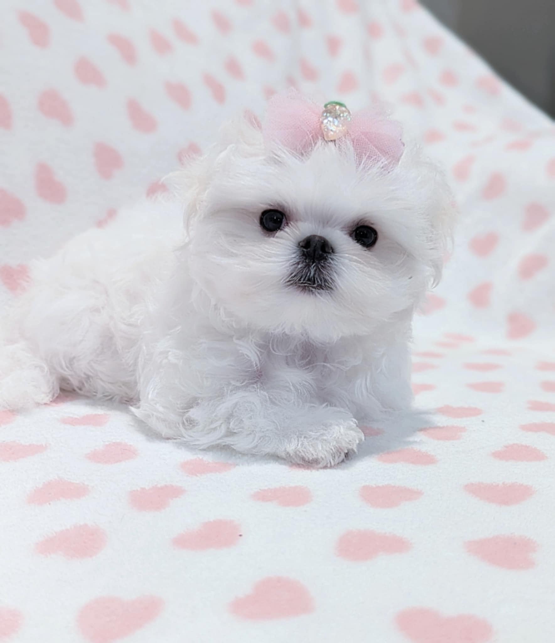 Brat Pack Babydolls puppy 37