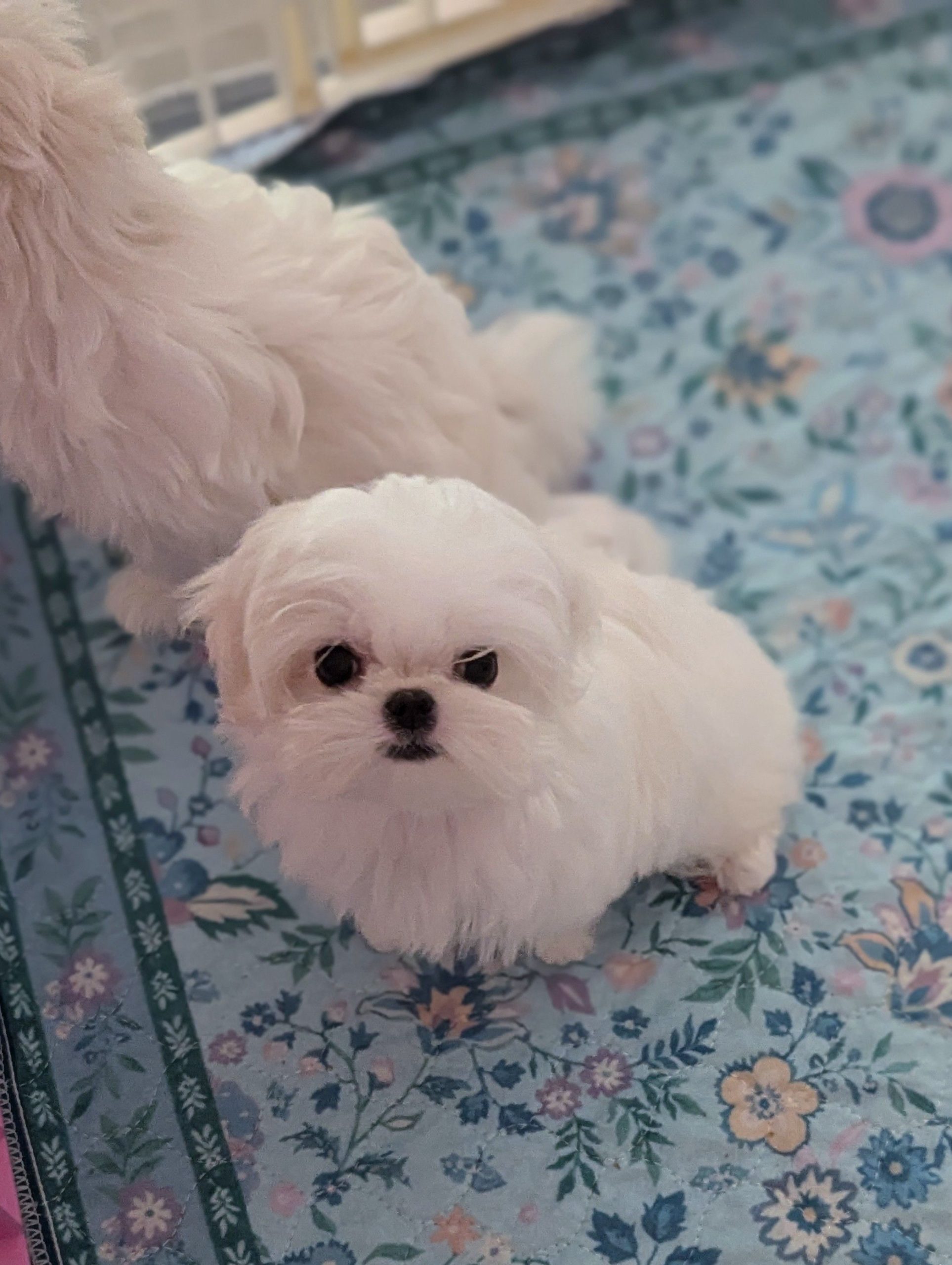 Morkie Puppies Korean Babydoll Morkie for sale in California