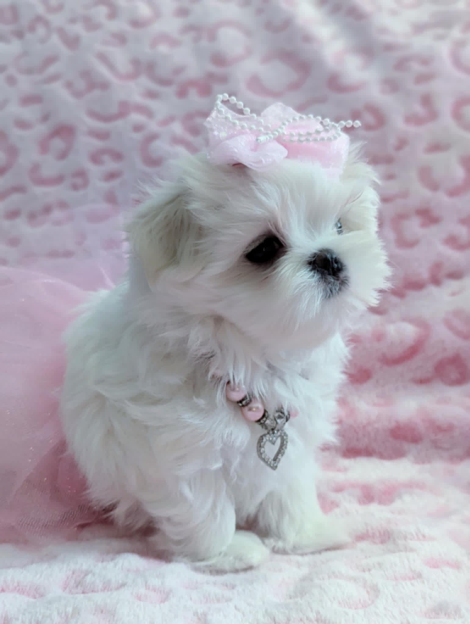 Brat Pack Babydolls puppy 38