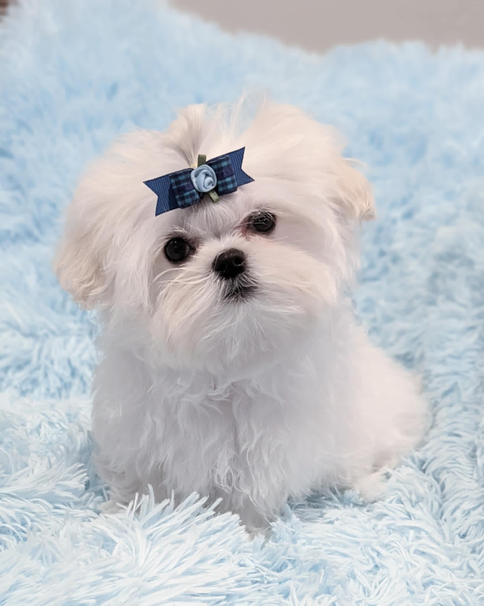 Brat Pack Babydolls puppy 39