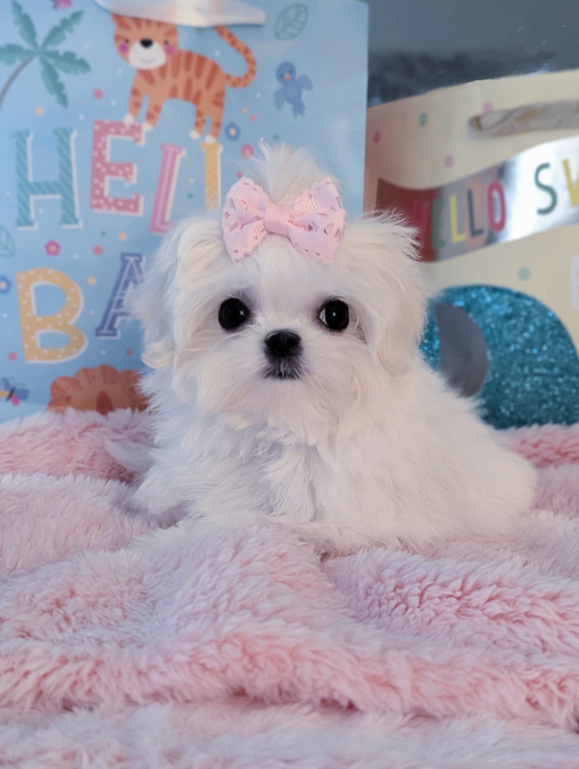 Morkie Puppy Korean Babydoll Morkie for sale in California