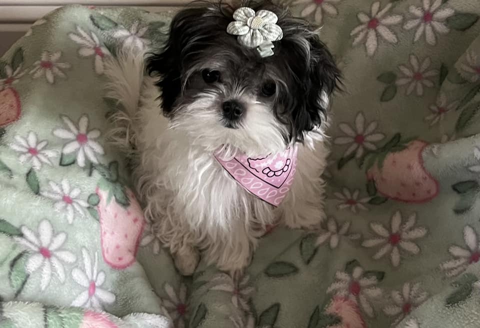 Rose C.