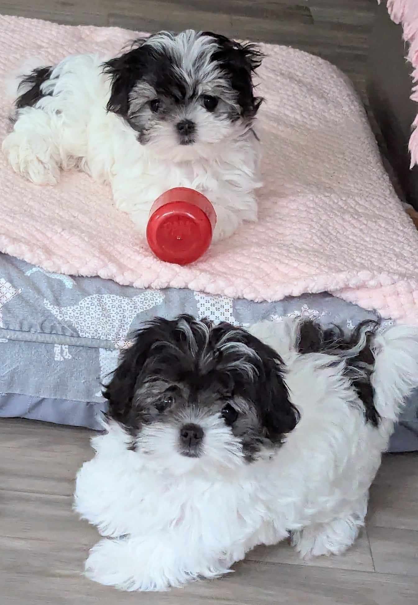 Brat Pack Babydolls puppy 26